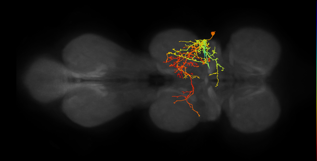 NB2-5 lineage neuron