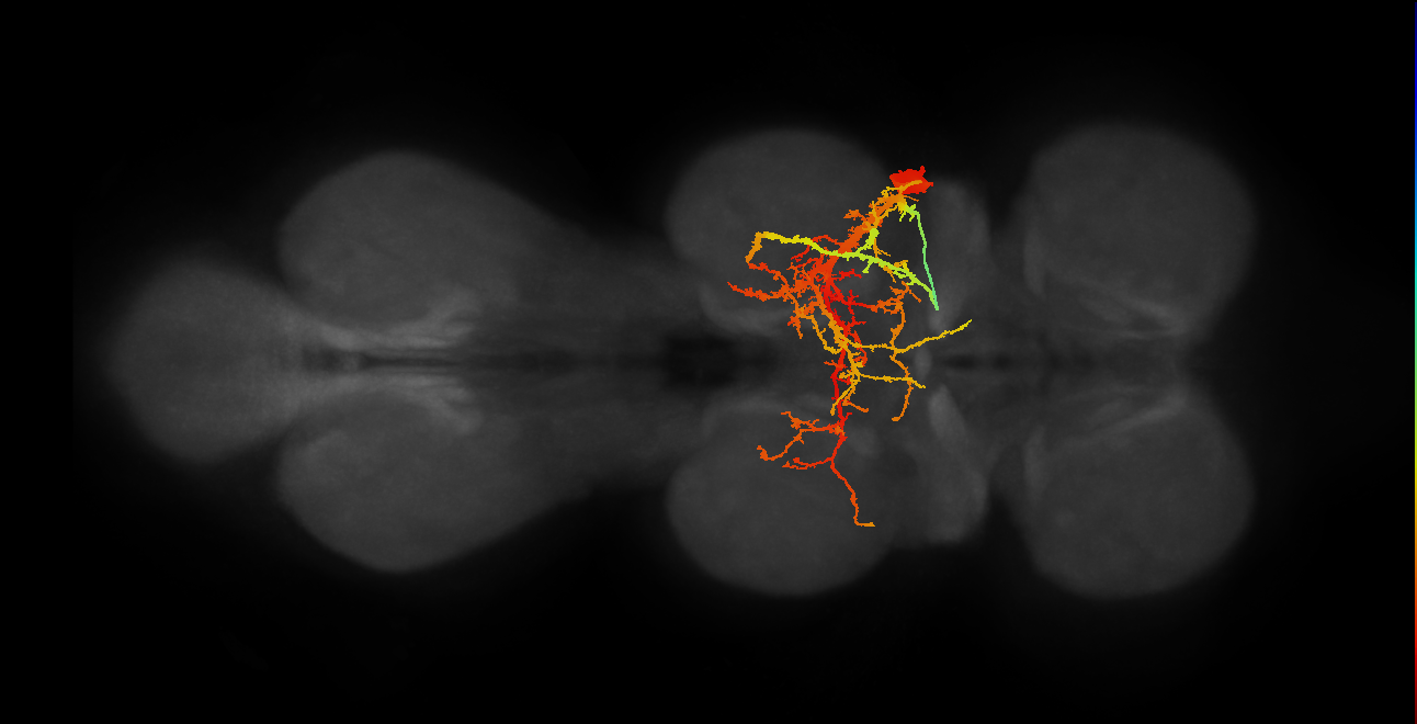 NB2-5 lineage neuron