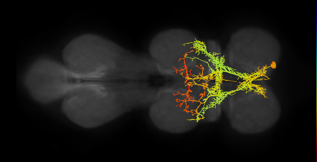 male-specific neuron