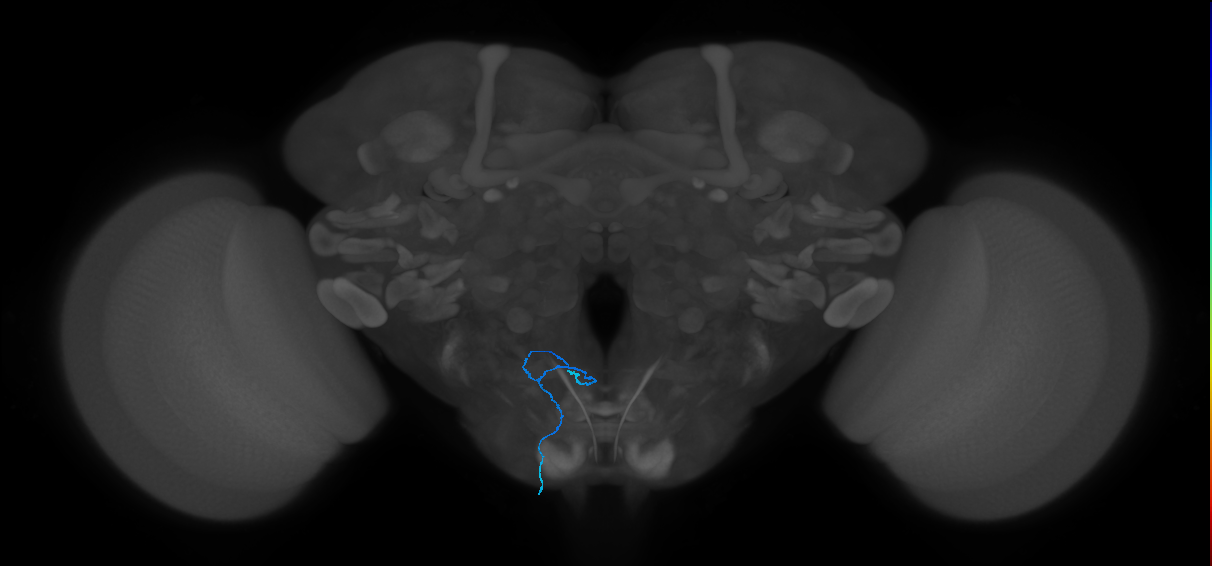 dorsal_tpGRN_L (MaleCNS:192172)