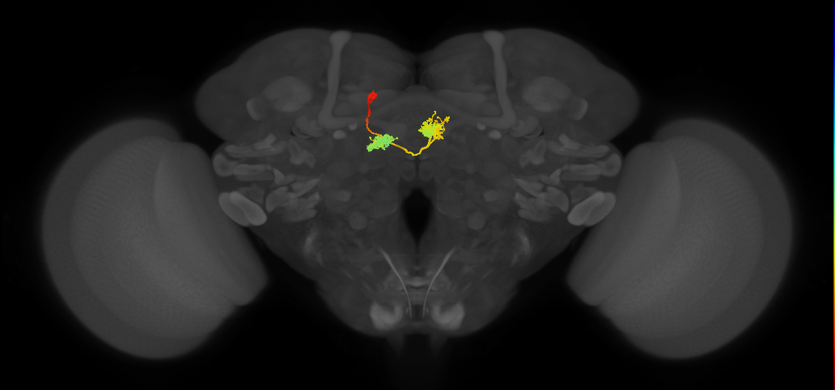 DPMpm2 lineage neuron