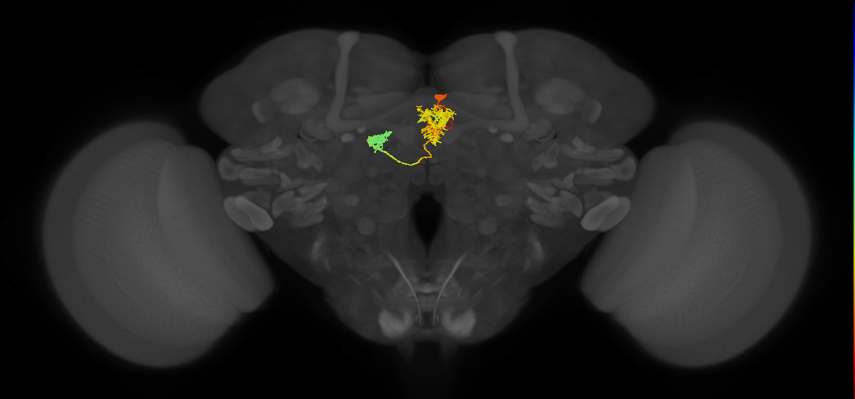adult fan-shaped body delta neuron