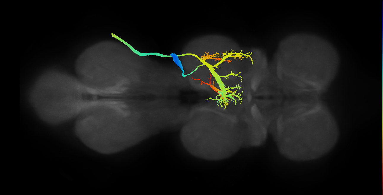 direct flight muscle motor neuron