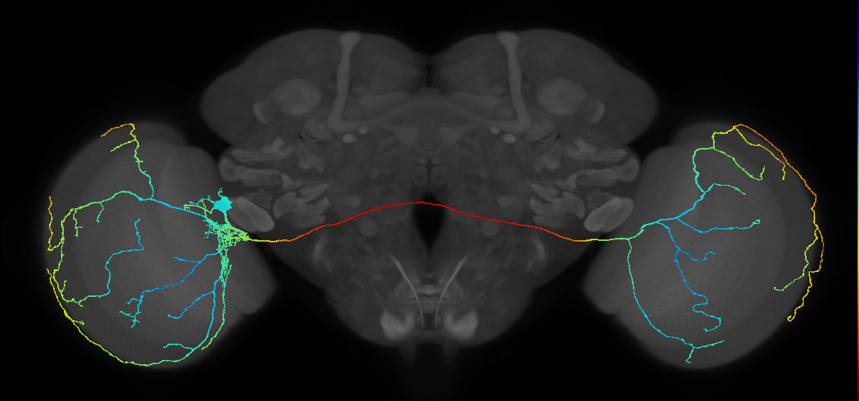l-LNv_L (MaleCNS:545813)
