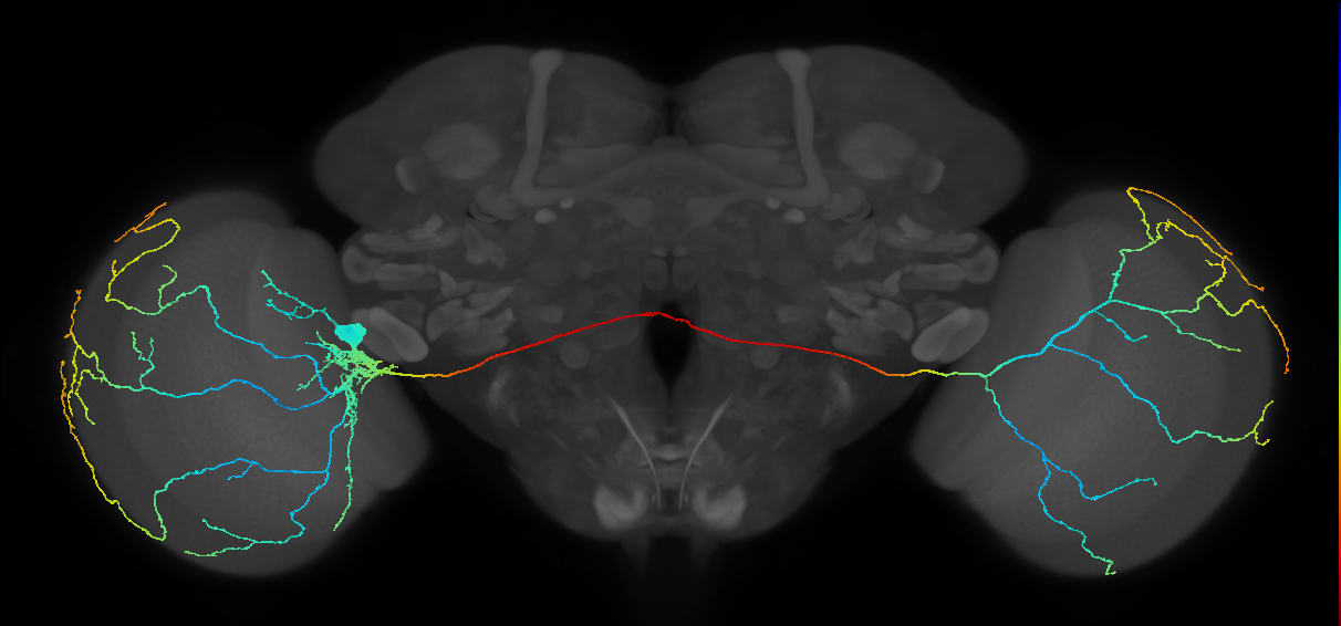 l-LNv_L (MaleCNS:553895)