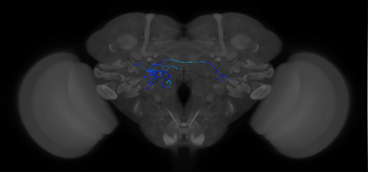 adult CB2504 neuron
