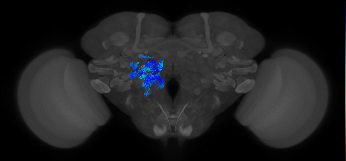 unilateral local interneuron of the adult antennal lobe