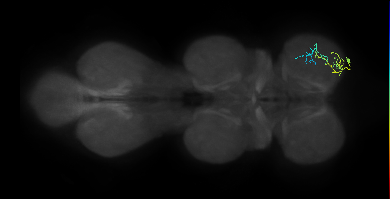 ltm MN_R (MaleCNS:1050015101)