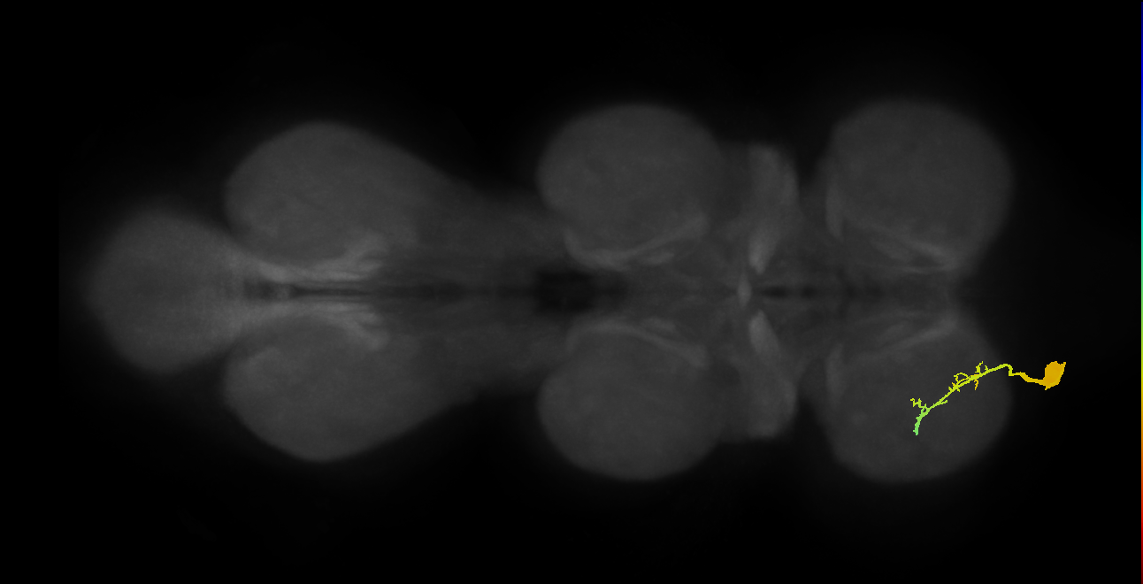 NB2-3 lineage neuron