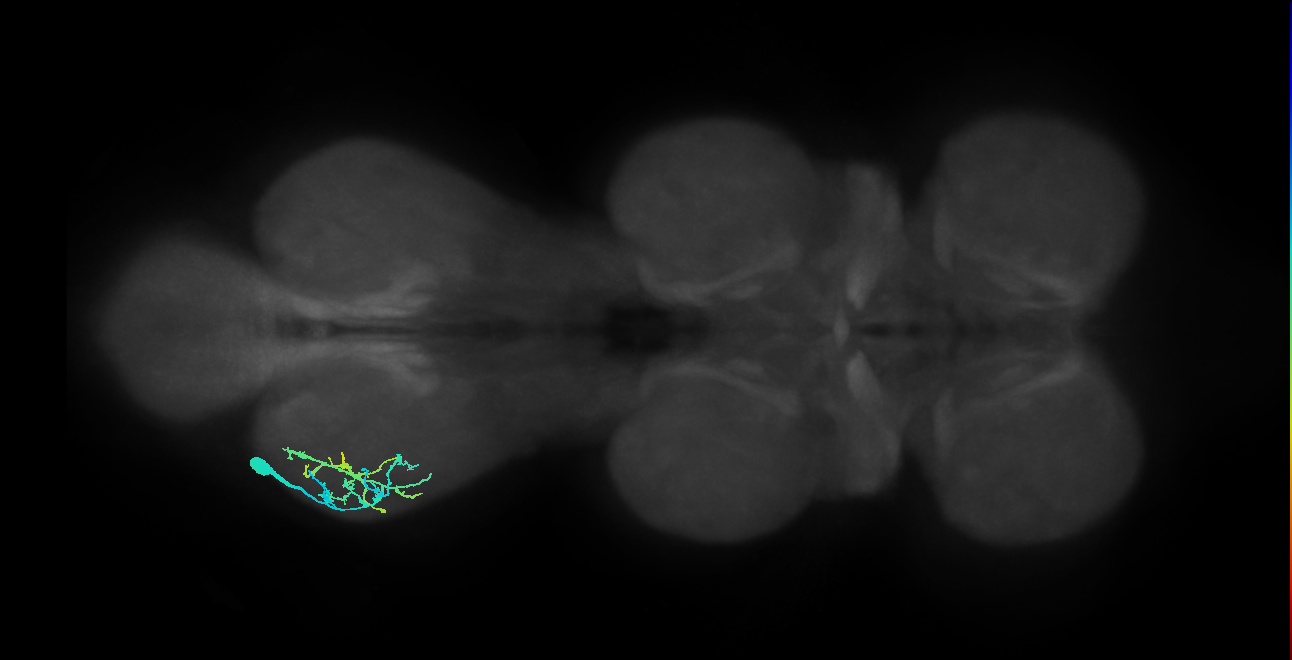 pretarsal depressor muscle motor neuron