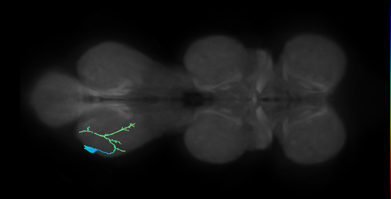 pretarsal depressor muscle motor neuron