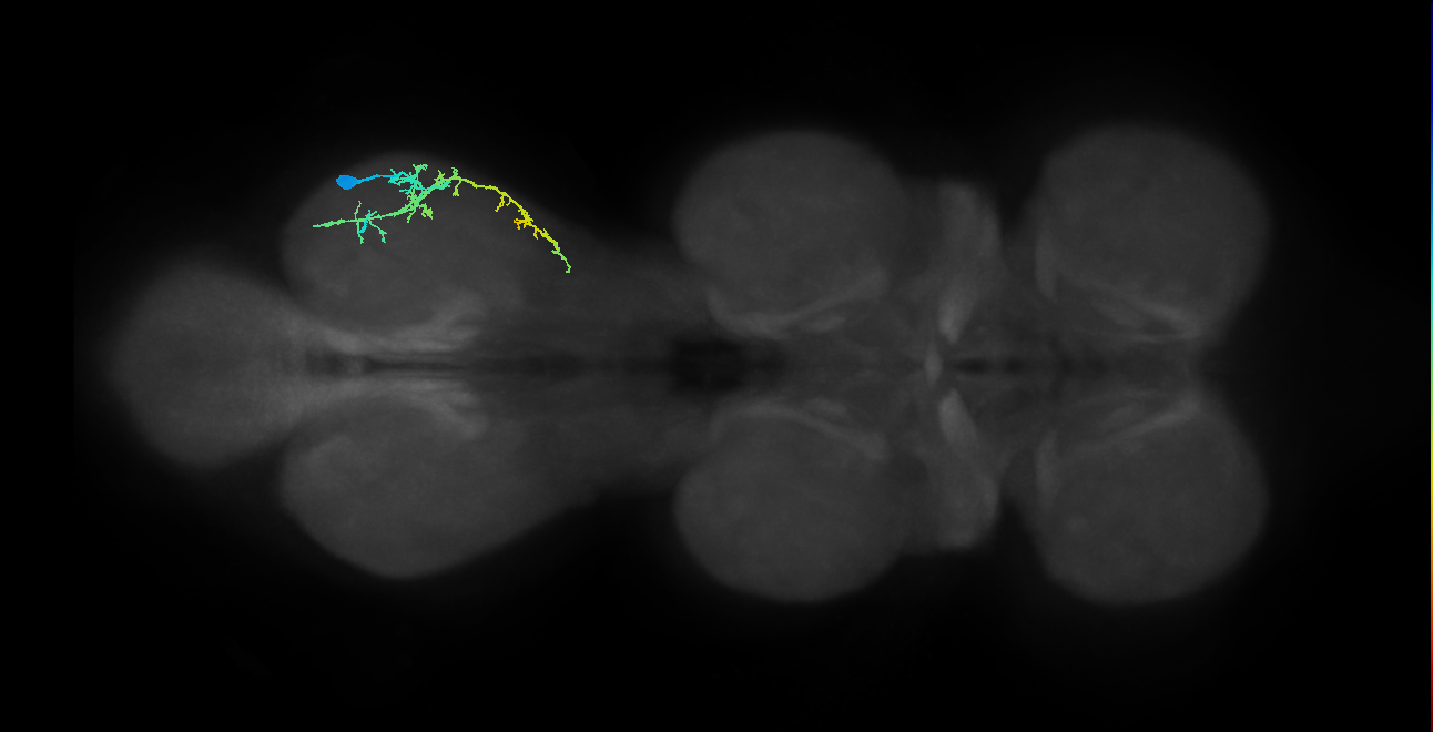 pretarsal depressor muscle motor neuron
