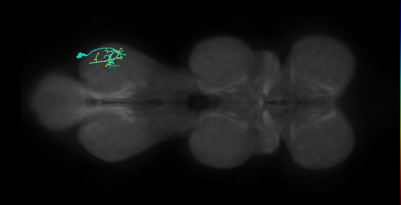 pretarsal depressor muscle motor neuron