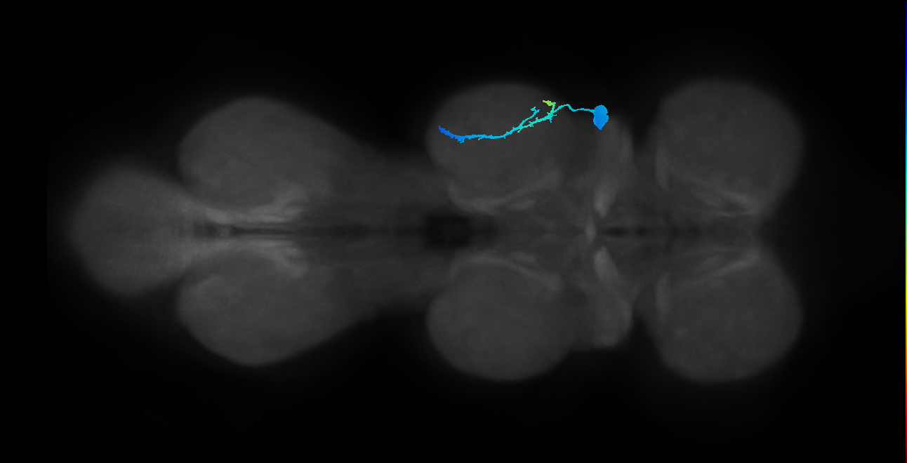 pretarsal depressor muscle motor neuron