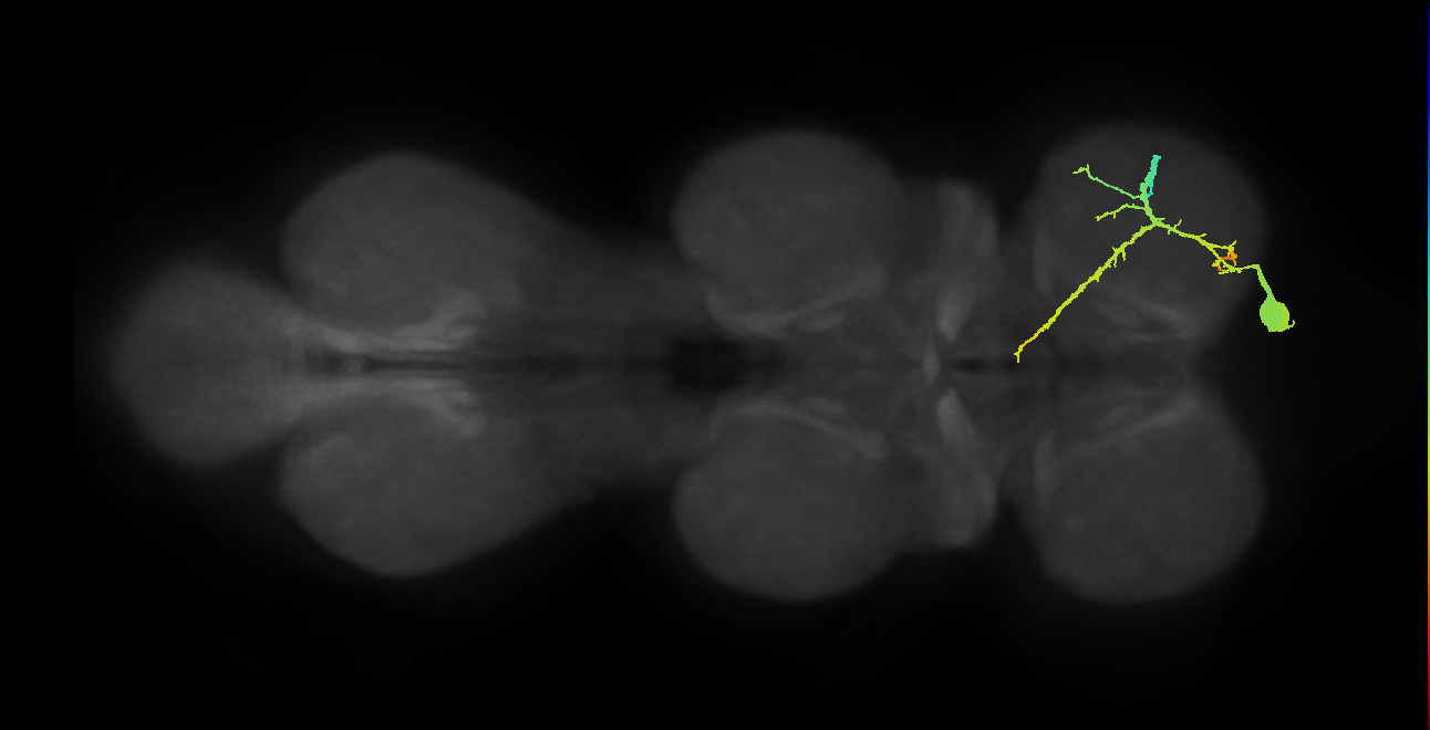 NB2-3 lineage neuron