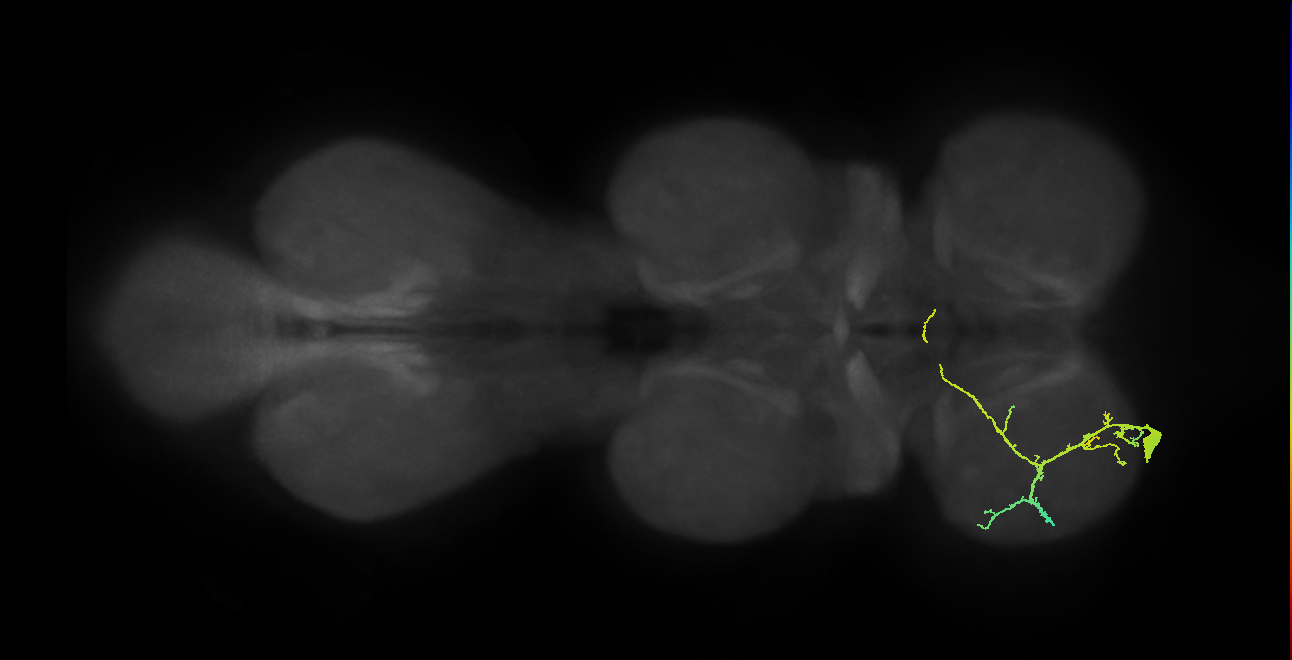 prothoracic tibial pretarsal depressor muscle motor neuron