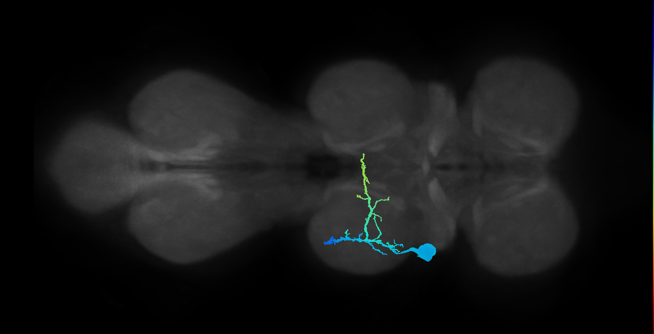 prothoracic tibial pretarsal depressor muscle motor neuron