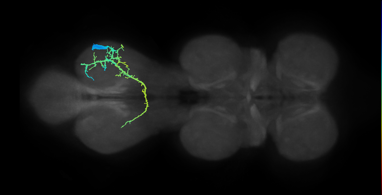 prothoracic tibial pretarsal depressor muscle motor neuron