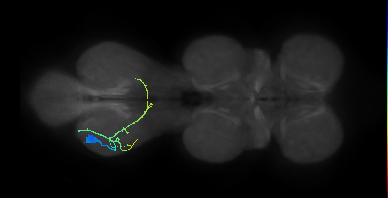 prothoracic tibial pretarsal depressor muscle motor neuron