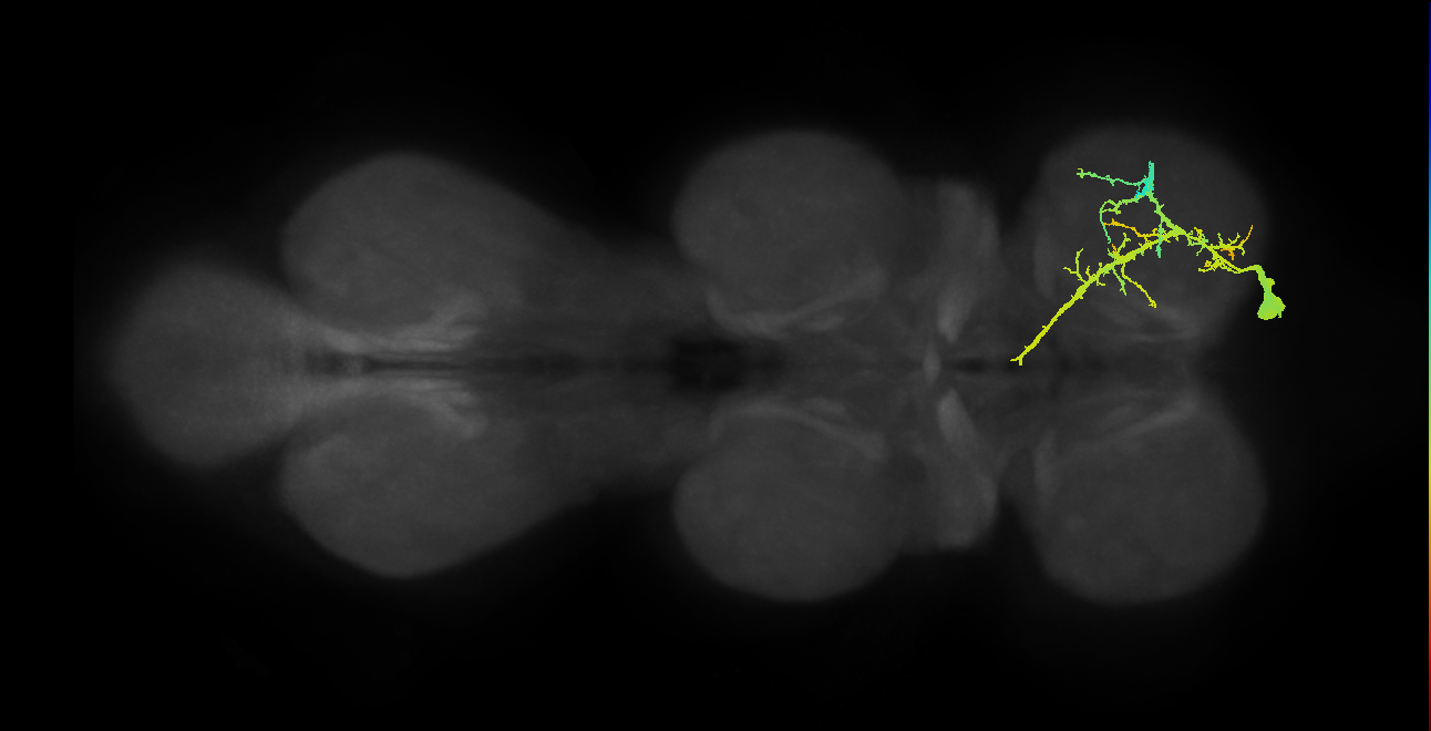 mesothoracic tibial pretarsal depressor muscle motor neuron