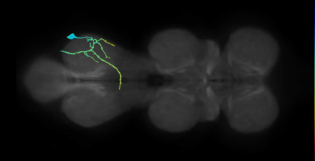 mesothoracic tibial pretarsal depressor muscle motor neuron