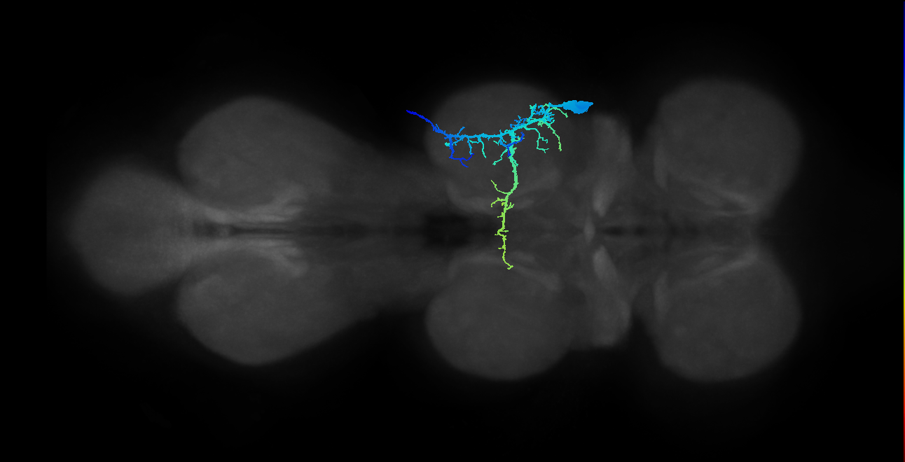 mesothoracic tibial pretarsal depressor muscle motor neuron