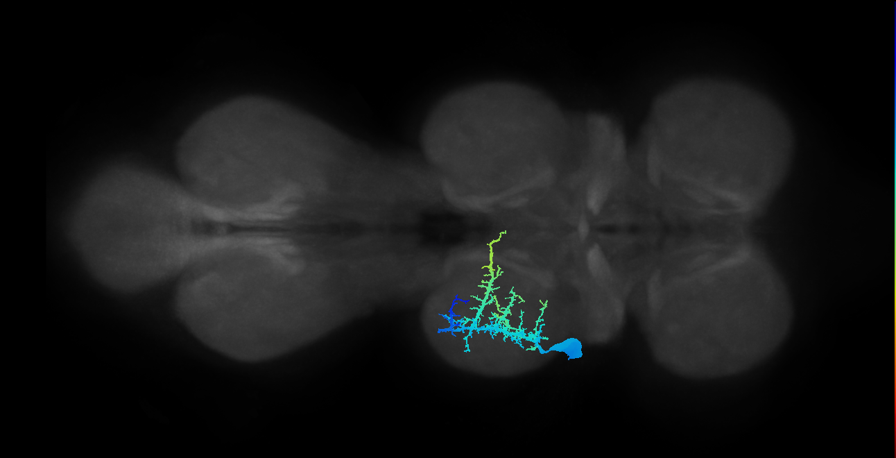 Notch OFF hemilineage neuron