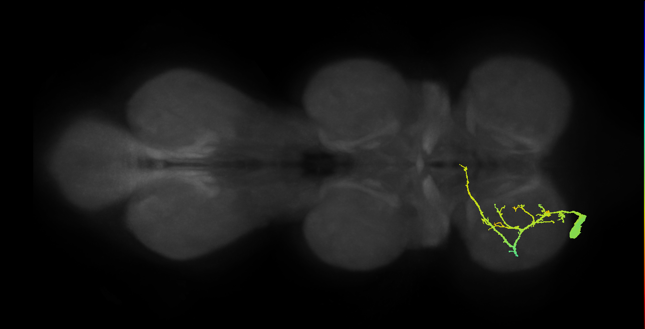 metathoracic femoral pretarsal depressor muscle motor neuron