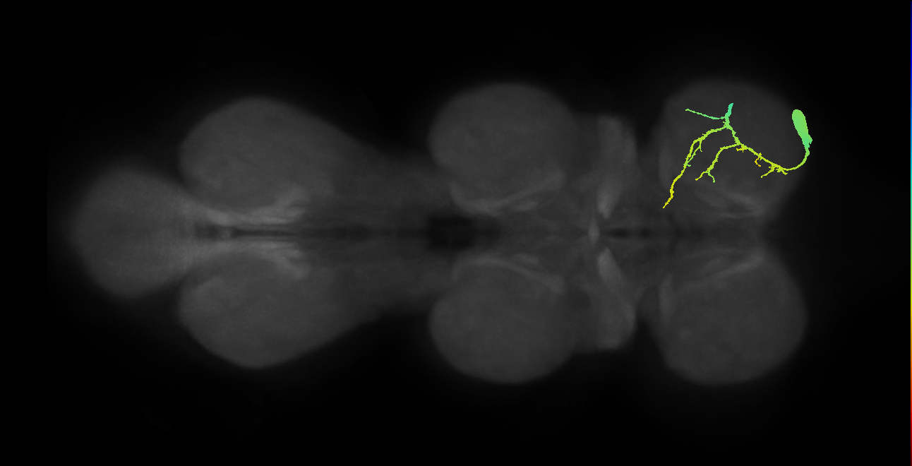 NB2-3 lineage neuron