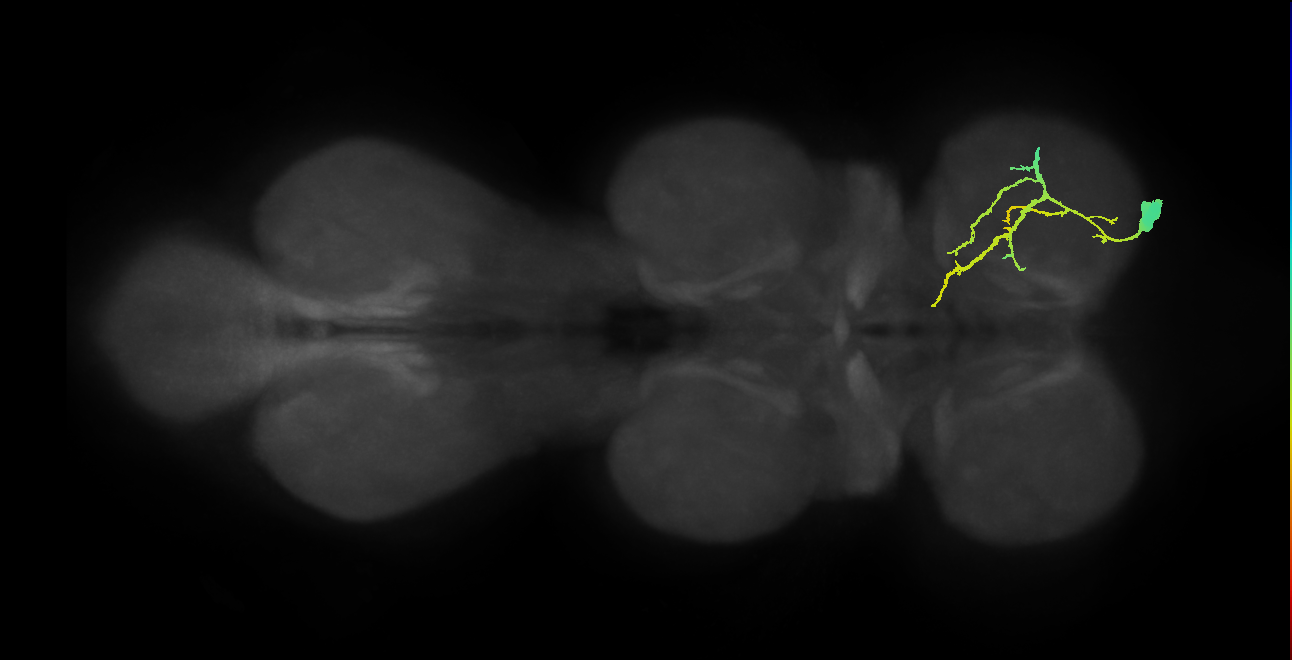 femoral pretarsal depressor muscle motor neuron