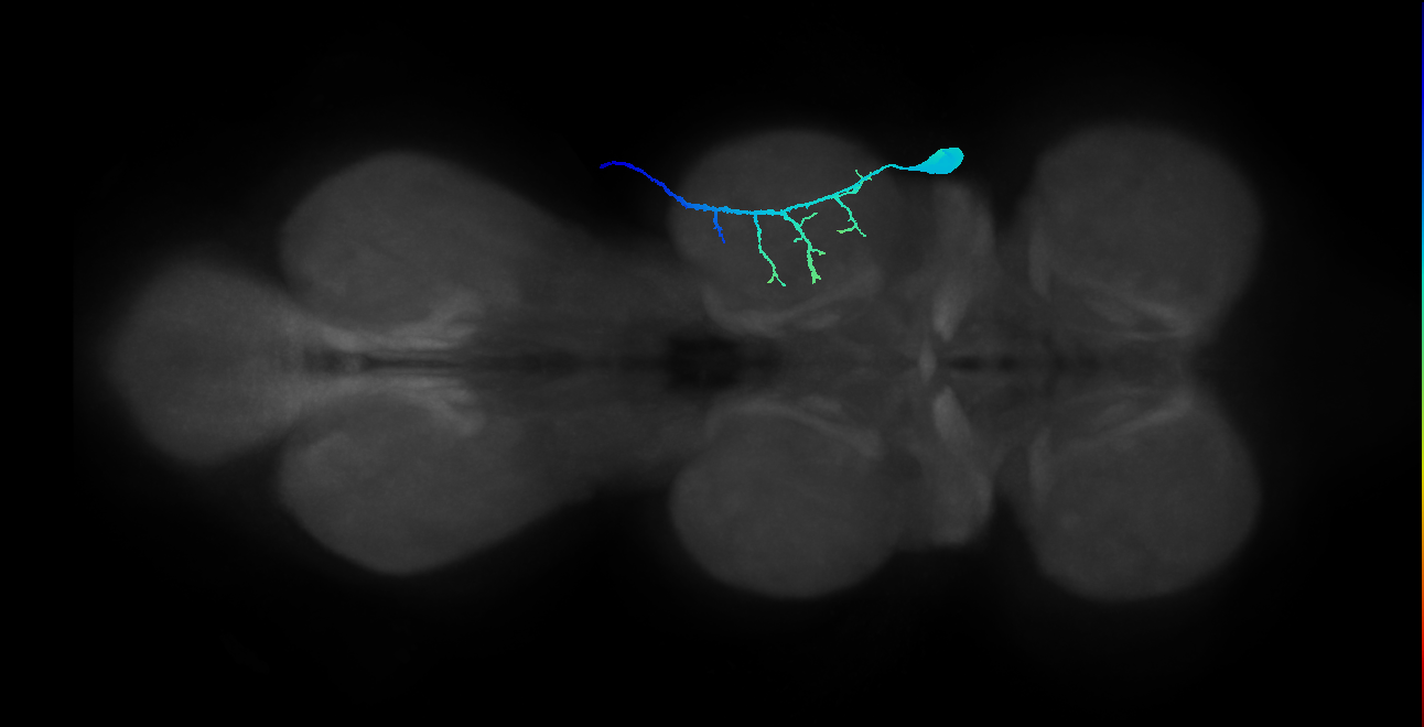 prothoracic femoral pretarsal depressor muscle motor neuron