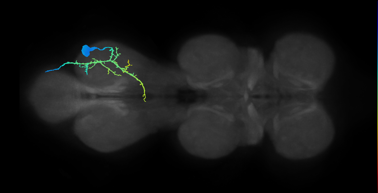 femoral pretarsal depressor muscle motor neuron