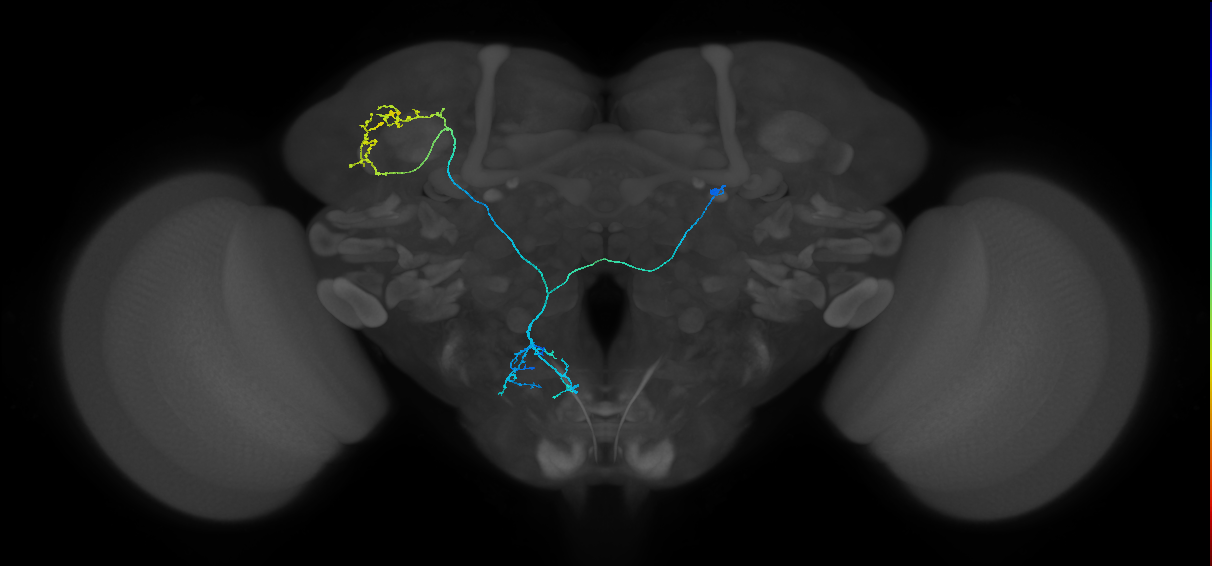 mAL4D_R (MaleCNS:121067)
