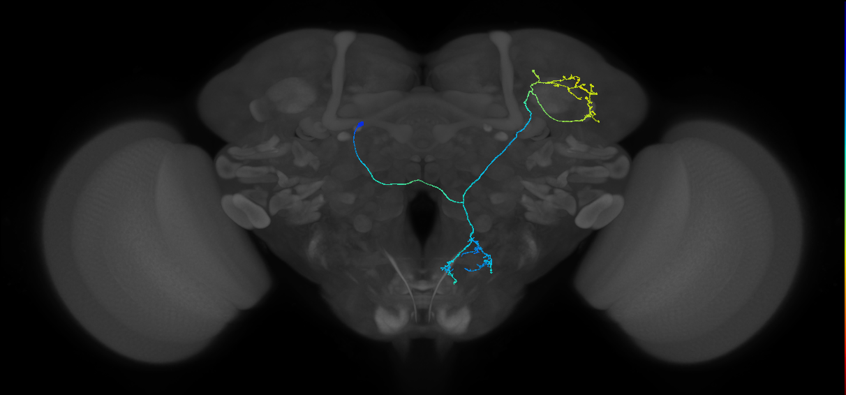 mAL4D_L (MaleCNS:130455)