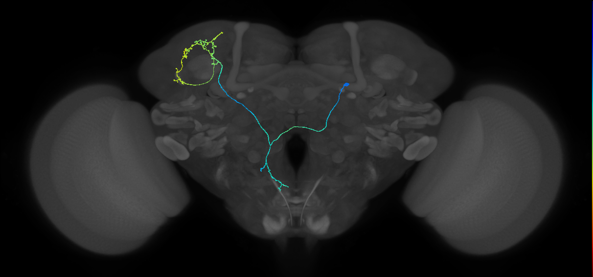 mAL4F_R (MaleCNS:111854)