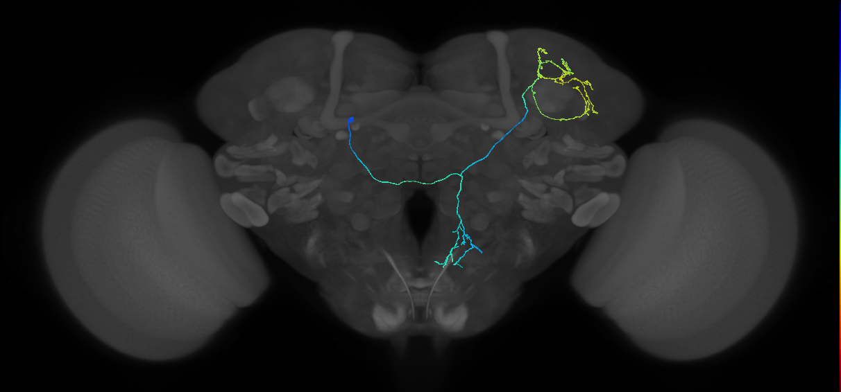 fruitless expressing neuron