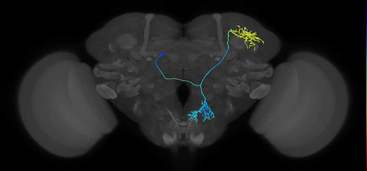 fruitless expressing neuron