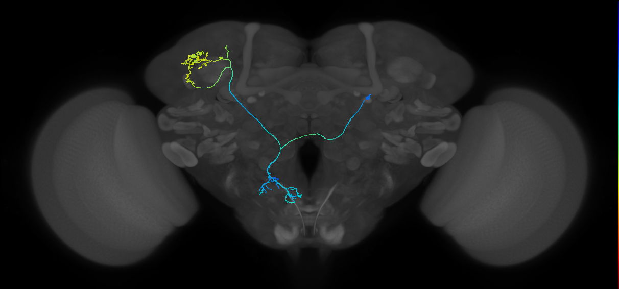 fruitless expressing neuron
