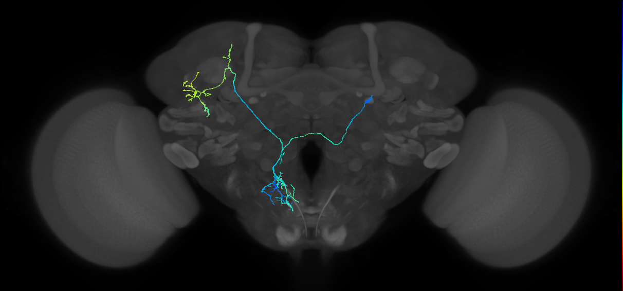fruitless expressing neuron