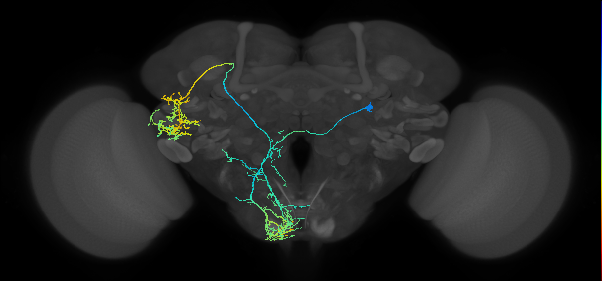 adult CREa1 lineage neuron