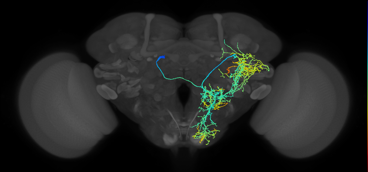 adult CREa1 lineage neuron