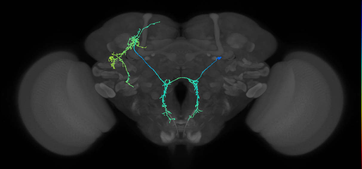 adult CREa1 (male) lineage neuron