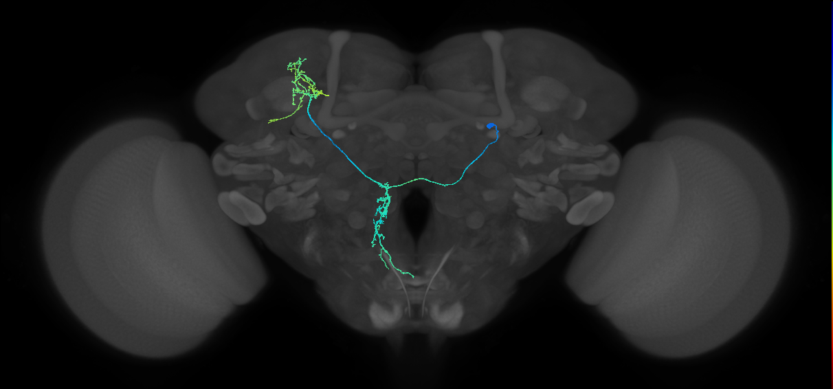 adult CREa1 (male) lineage neuron