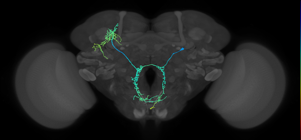adult CREa1 (male) lineage neuron