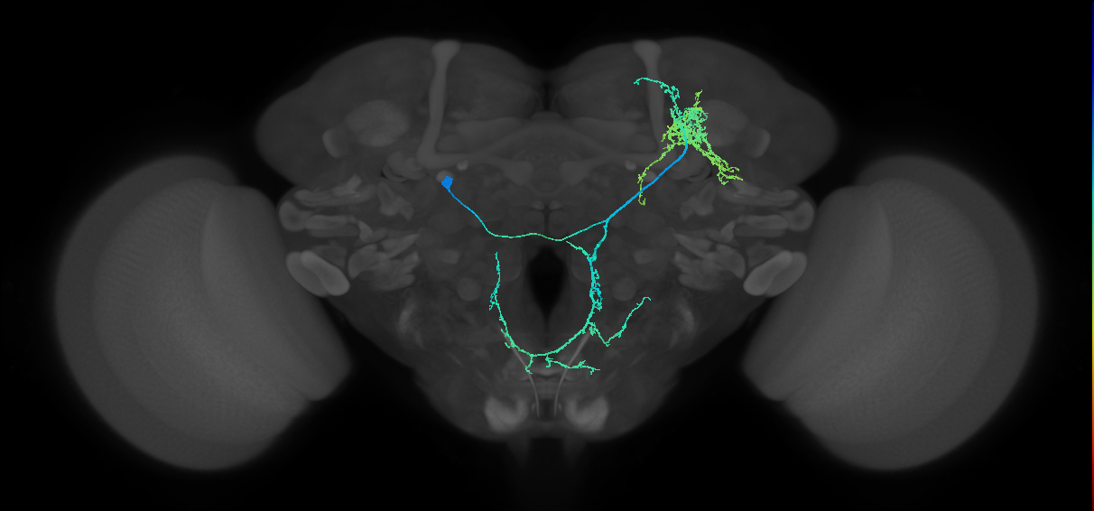 adult CREa1 (male) lineage neuron