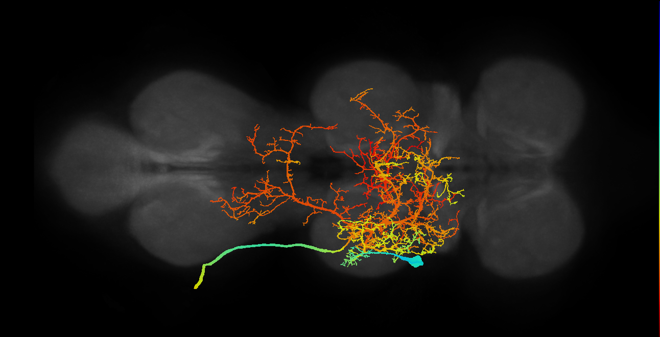 flight control muscle motor neuron