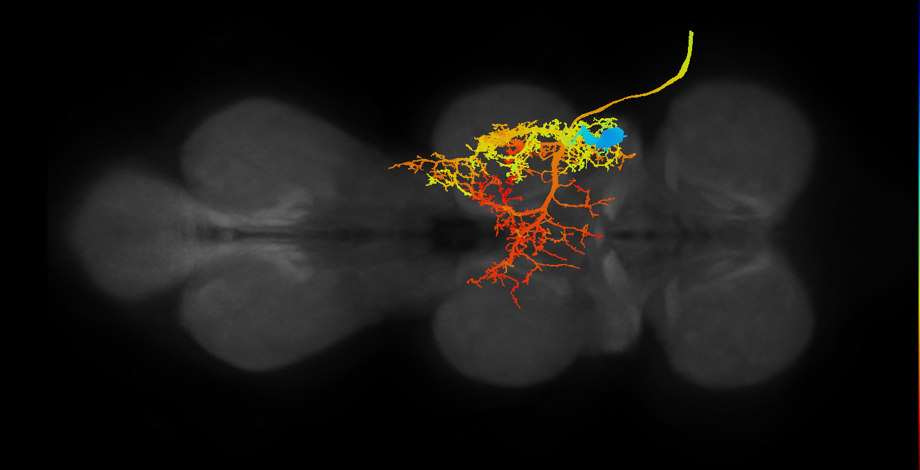 flight control muscle motor neuron