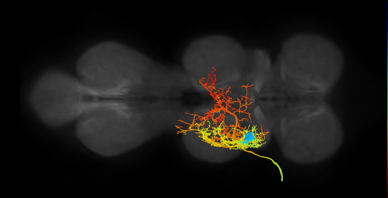 tpn MN_L (MaleCNS:801185)