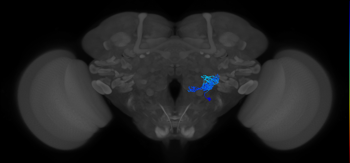 v2LN40_2_R (MaleCNS:17847)