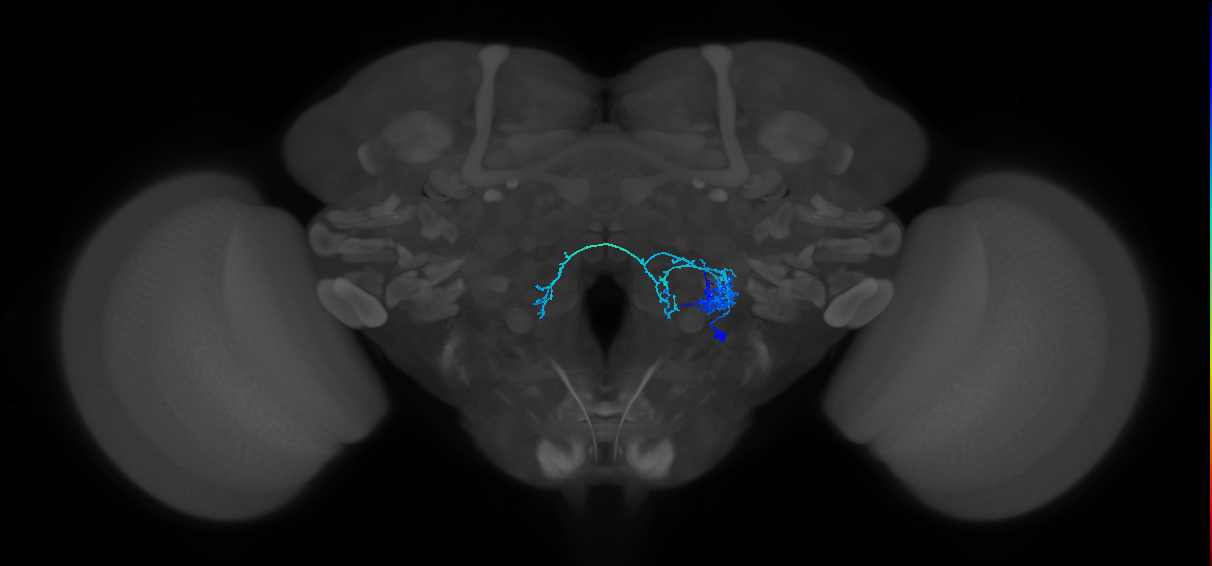 adult oligoglomerular antennal lobe local neuron